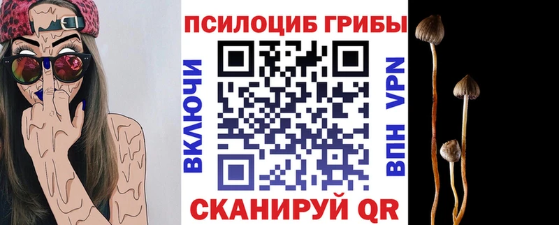 kraken вход  Пучеж  Галлюциногенные грибы Psilocybe 